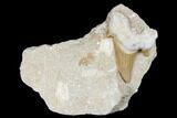 Otodus Shark Tooth Fossil in Rock - Eocene #174175-1